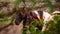 Horses on pasture, in the heard together, happy animals, Portugal Lusitanos