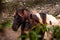 Horses on pasture, in the heard together, happy animals, Portugal Lusitanos