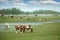 Horses on the pasture landscape