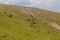 Horses on a pasture in Rila mountains, Bulgar