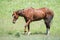 Horses at pasture in the summer