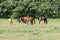 Horses on pasture. Three brown mares with two foals grazing on a green summer meadow