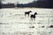 Horses, Pasture, Winter