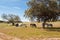 Horses in the pastures full of oak trees. Sunny spring day in Extremadura, Spain