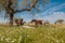 Horses in the pastures full of oak trees. Sunny spring day in Extremadura, Spain