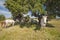 Horses in the pastures full of oak trees. Sunny spring day in Extremadura, Spain