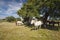 Horses in the pastures full of oak trees. Sunny spring day in Extremadura, Spain