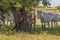 Horses in the pastures full of oak trees. Sunny spring day in Extremadura, Spain