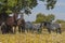 Horses in the pastures full of oak trees. Sunny spring day in Extremadura, Spain