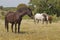 Horses in the pastures full of oak trees. Sunny spring day in Extremadura, Spain