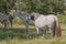 Horses in the pastures full of oak trees. Sunny spring day in Extremadura, Spain