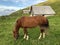 Horses on the pastures in the Wagital valley Waegital and alpine Lake Wagitalersee Waegitalersee, Innerthal