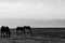 Horses pasturing on a mountain above a wide valley