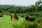 Horses peacefully grazing on a lush meadow in front of a majestic and serene forest in Ireland