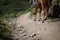 Horses and people on mountain roads of Georgia