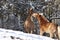 Horses play, fight and bite outside in meadow in winter. Horse ranking behavior with playful biting and attacking each other stock