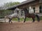 Horses play on paddock. fight and natural behavior