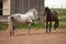 Horses play on paddock. fight and natural behavior