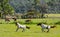 Horses play in paddock near Tenterfield, New South Wales, Australia.
