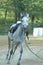 Horses play tougether in a Little ranch in Italy