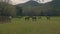 Horses playing and grazing in farm field