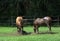 Horses playing in mud puddle