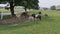 Horses, Ponies and Miniature Ponies playing and Grazing in the Amish Field