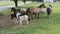 Horses, Ponies and Miniature Ponies playing and Grazing in the Amish Field