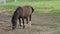 Horses, Ponies and Miniature Ponies playing and Grazing in the Amish Field