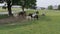 Horses, Ponies and Miniature Ponies playing and Grazing in the Amish Field