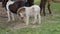 Horses, Ponies and Miniature Ponies playing and Grazing in the Amish Field