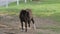 Horses, Ponies and Miniature Ponies playing and Grazing in the Amish Field