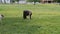 Horses, Ponies and Miniature Ponies playing and Grazing in the Amish Field