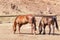 Horses ponies paddock Closeup