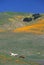 Horses in poppy field and wildflowers, Antelope Valley, Lancaster, CA