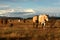 Horses on the prairie