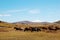 Horses in prairie