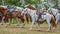 Horses prepared for tourists walking