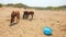 Horses at provisional, unkept yard near beach on a hot day, broken blue plastic basin in foreground