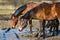 Horses in a puddle