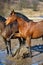 Horses in a puddle