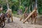 Horses pulling lumber in forest - horse group tranporting wood