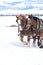 Horses Pulling Together in the Snow