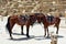 Horses at the Pyramids of Giza, Cairo, Egypt.