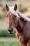 Horses in the Pyrenees in autumn in the countryside