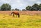 Horses quietly grazing under a power line along Pound Rd, Hampton Park