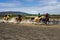 horses Race sumbawa Island indonesia