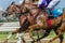 Horses Racing Closeup Animal body Action