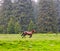 Horses in the rain in the middle of nature with forest in the background.