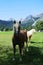 Horses in Ramsau am Dachstein, Austria